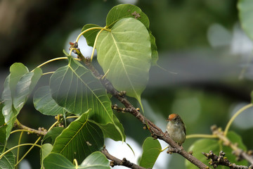 Common warbler Is living on the big tree
