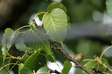 Common warbler Is living on the big tree