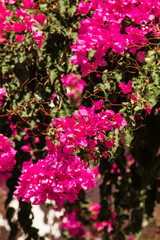 white and pink flowers on a white building