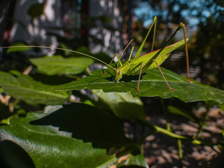 A green grasshopper sits on a green leaf on a blurred background in the autumn sunny day.