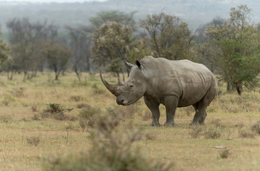 White Rhino Grazing near Lake Nakuru,Kenya,Africa