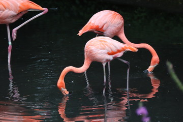 flamant rose