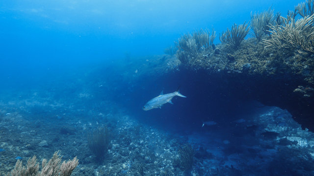 Tarpon fish in coral reef of the Caribbean Sea around Curacao