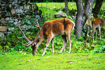 deer grazing on green grass in a forest