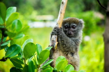 Madagascar Wildlife