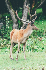 Obraz premium deer grazing on green grass in a forest