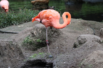flamant rose