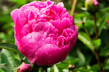 Beautiful pink flowers in the morning dew drops