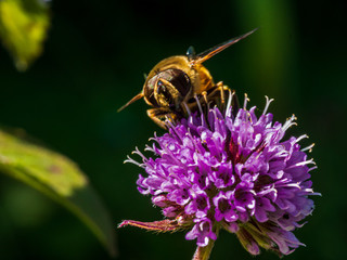 The Bee and the clover during Bavarian Summertime