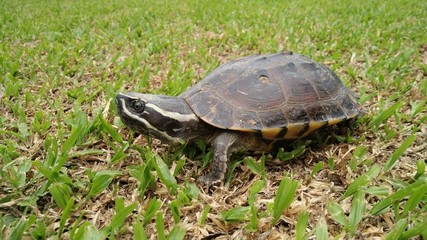 turtle on the grass