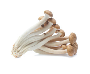 brown beech mushroom or Shimeji mushroom on white background