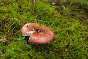 wild mushroom growing on the green moss