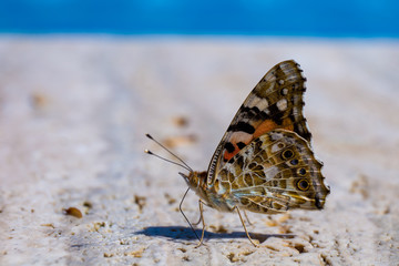 farfalla