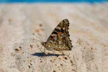 farfalla