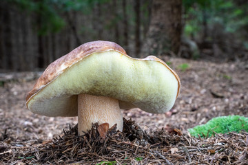 Shot of amazing edible cep mushroom in forest