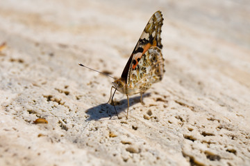 Farfalla
