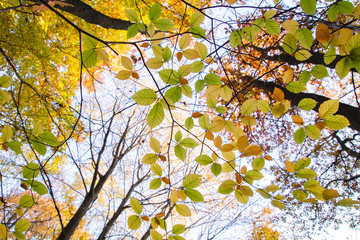 Detail of beech tree autumnal foliage