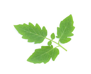 Fototapeta na wymiar fresh tomato leaf on white background