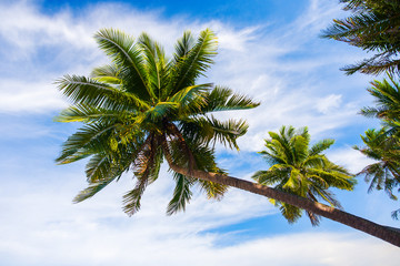 Naklejka premium Coconut trees by the beach on a clear day.