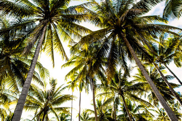 Fototapeta na wymiar Coconut tree in the bottom view