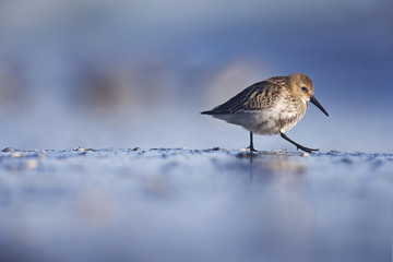 A dunlin (Calidris alpina) resting and foraging during migration on the beach of Usedom Germany.