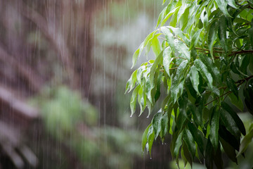 Rain on the leaves in the rainy season