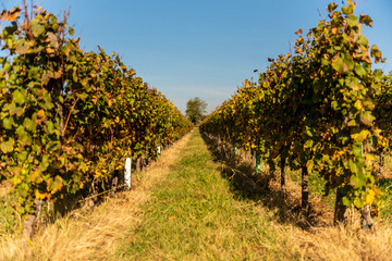 vigneto autunno