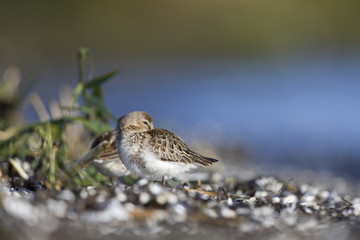 A dunlin (Calidris alpina) resting and foraging during migration on the beach of Usedom Germany.