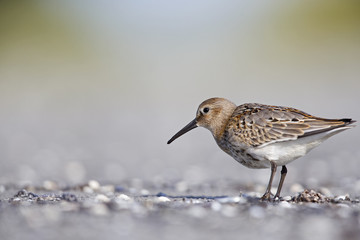 A dunlin (Calidris alpina) resting and foraging during migration on the beach of Usedom Germany.