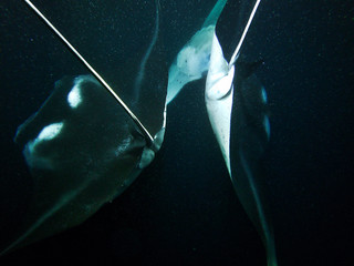 Mantas in the dark