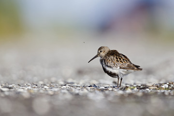 A dunlin (Calidris alpina) resting and foraging during migration on the beach of Usedom Germany.