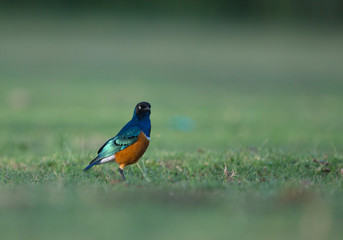 Superb Starling in Masai Mara Game Reserve,Africa