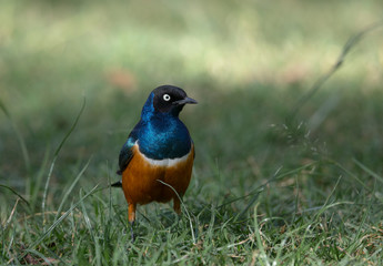 Superb Starling in Masai Mara Game Reserve,Kenya,Africa