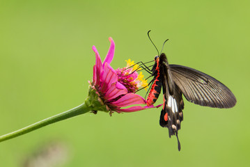 The butterfly tail is picking the flower.