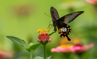 The butterfly tail is picking the flower.