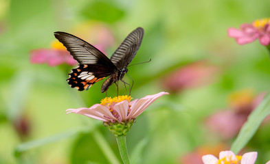 The butterfly tail is picking the flower.