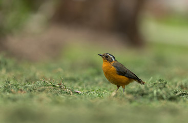 White-Browed Robin near lake Naivasha,Kenya,Africa