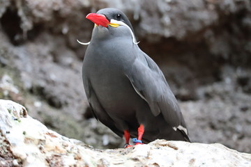 oiseau