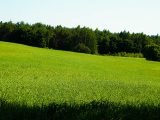 Green field in Kashubian village.