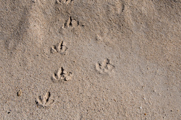 Bird footprints on a beach of Santa Cruz Island in the Galapagos.