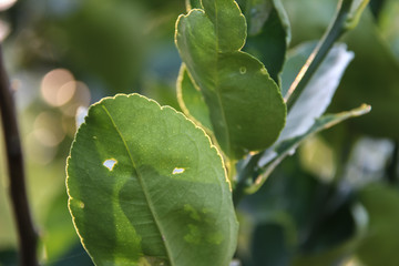 Naklejka premium Lemon leaves in the evening light