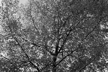 Silhouette of a tree. Black and white photo.