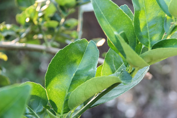 Obraz premium Lemon leaves in the evening light