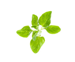 Oregano or marjoram leaves isolated on white background