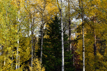 Beautiful autumn landscape. A lot of yellow leaves on the trees. Time of year September. Bright yellow photophone.