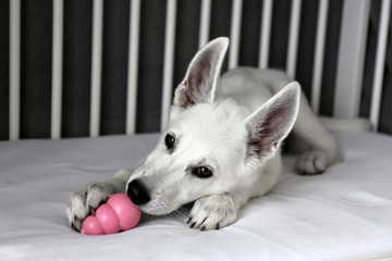 White Swiss Shepherd / Cute puppy with toy in bed - 293379135
