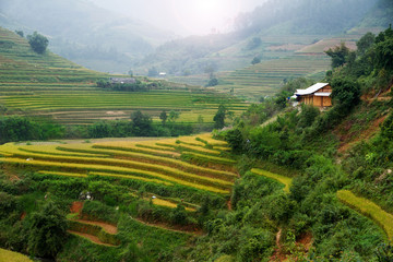 Rice fields on terraced of Mu Cang Chai, YenBai, Vietnam. Vietnam landscapes.