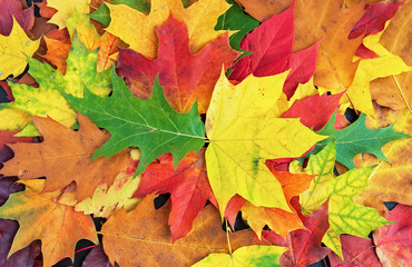 Naklejka na ściany i meble Autumn. Bright autumn leaves. Autumn background with maple leaves.