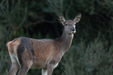Wonderful female of Red deer (Cervus elaphus)