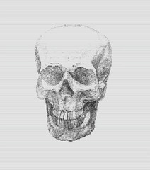 Skull full face from digital lines on white background.